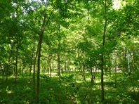 樹木・環境ネットワーク協会画像1