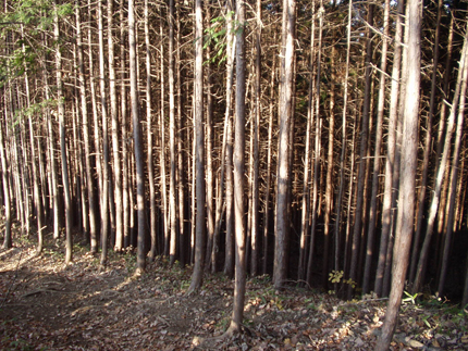 樹木が密植状態の森林